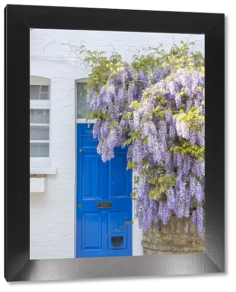 Wysteria growing on a house in a Mews in Notting Hill, London, England, UK