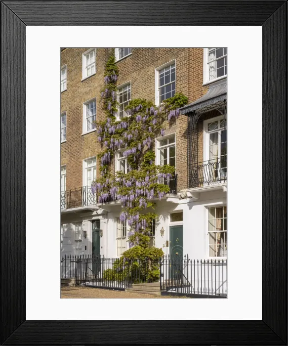 Framed Print : Wysteria growing on a house, Chelsea, London, England, UK Framed Print : Wysteria growing on a house, Chelsea, London, England, UK