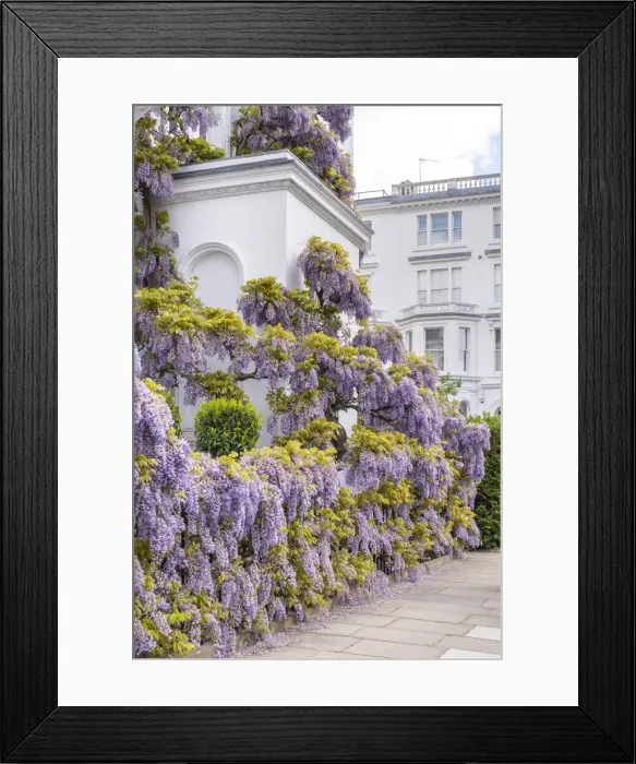 Framed Print : Wysteria growing on a house, Kensington, London, England, UK Framed Print : Wysteria growing on a house, Kensington, London, England, UK