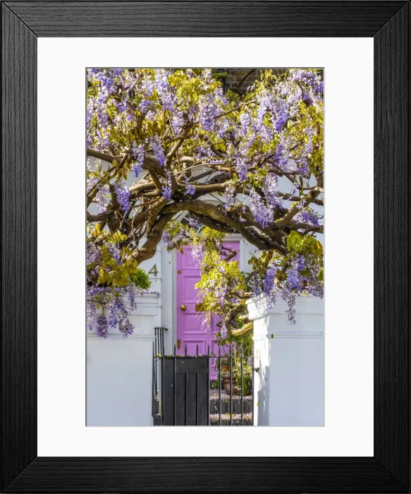 Framed Print : Wysteria growing infront of a house in Kensington, London, England, UK Framed Print : Wysteria growing infront of a house in Kensington, London, England, UK
