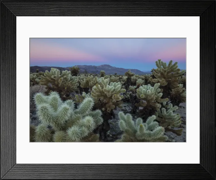 Framed Print : Joshua Trees, Mojave desert, Joshua Tree National Park, California, USA Framed Print : Joshua Trees, Mojave desert, Joshua Tree National Park, California, USA