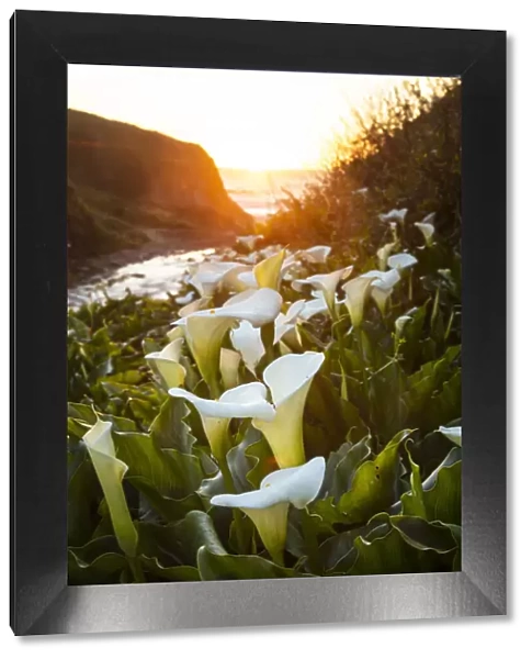 Calla lilies, Carmel-By-The-Sea, Big Sur, California, USA