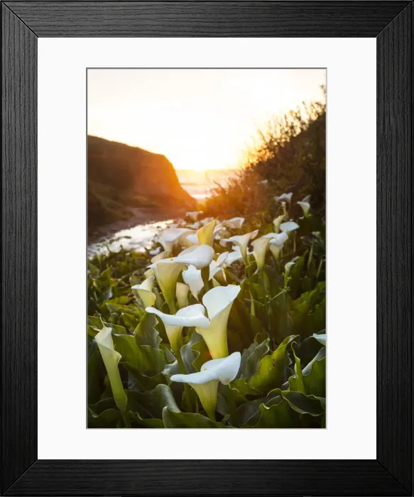 Framed Print : Calla lilies, Carmel-By-The-Sea, Big Sur, California, USA Framed Print : Calla lilies, Carmel-By-The-Sea, Big Sur, California, USA