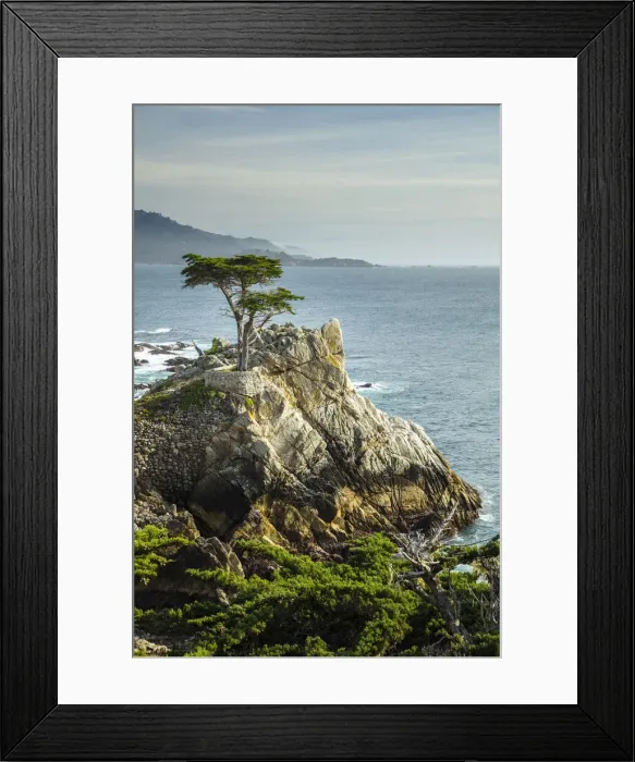 Framed Print : Lone Cypress tree pebble beach, California, USA Framed Print : Lone Cypress tree pebble beach, California, USA