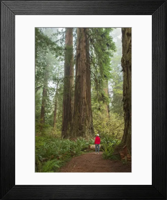 Framed Print : USA, California, North Coast, Humboldt County, Prairie Creek Redwoods State Park MR