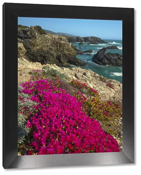 USA, California, North Coast, Sonoma County, Salt Point State Park, Ice plamt in bloom