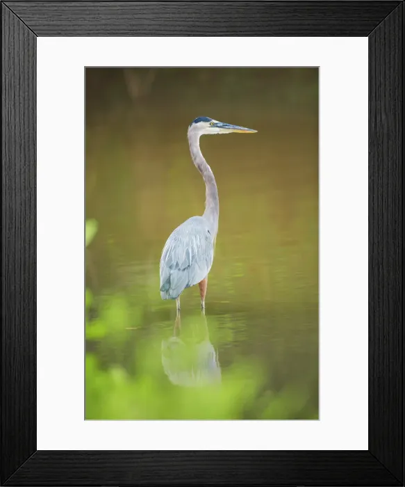 Framed Print : Great blue heron (Ardea herodias) looking for food, Sanibel Island, J. N Framed Print : Great blue heron (Ardea herodias) looking for food, Sanibel Island, J. N