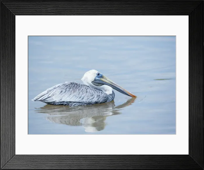Framed Print : Brown pelican (Pelecanus occidentalis) fishing, Sanibel Island, J. N