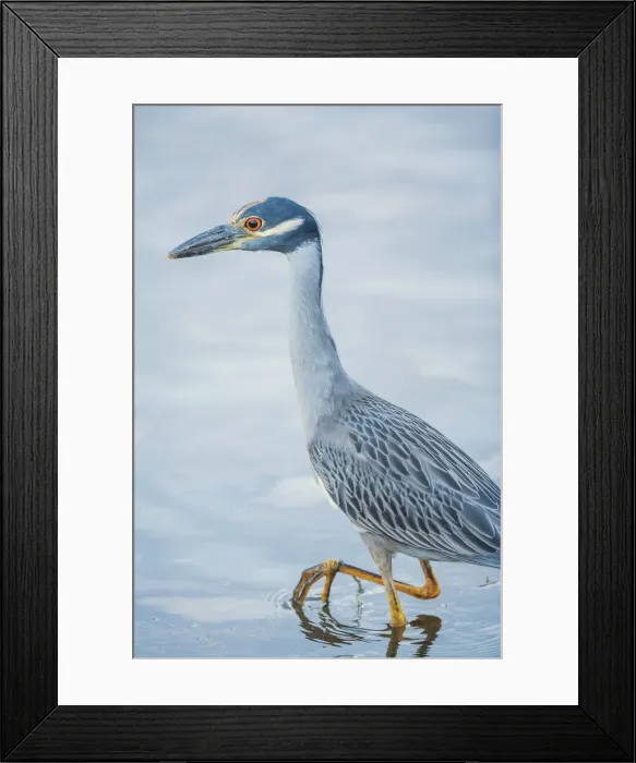 Framed Print : Yellow-crowned Night Heron (Nyctanassa violacea) looking for food, Sanibel Island, J. N Framed Print : Yellow-crowned Night Heron (Nyctanassa violacea) looking for food, Sanibel Island, J. N