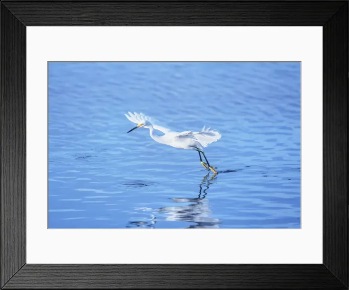 Framed Print : Snowy Egret (Egretta thula) starting flight, Sanibel Island, J. N Framed Print : Snowy Egret (Egretta thula) starting flight, Sanibel Island, J. N