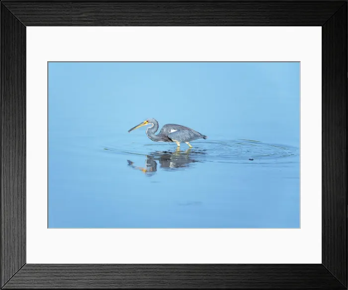 Framed Print : Tricolored heron (Egretta tricolor) looking for food, Sanibel Island, J. N