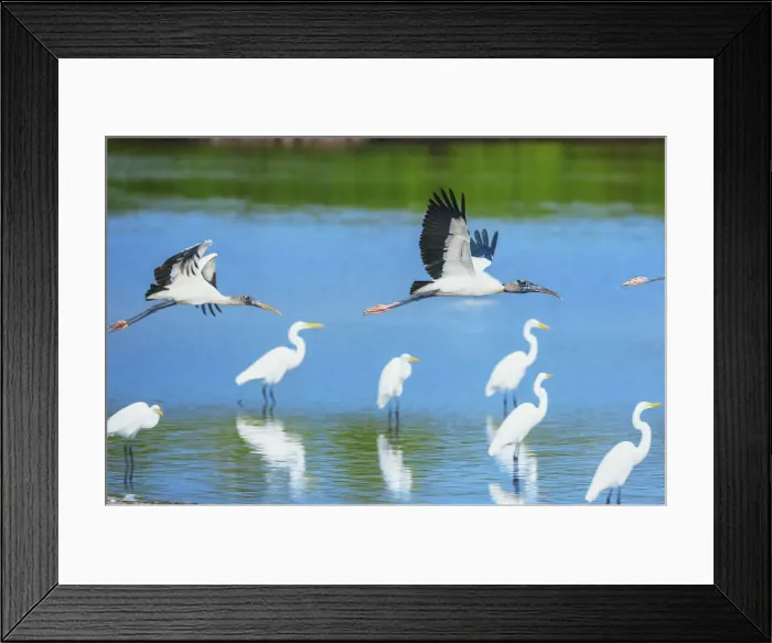 Framed Print : Wood Storks (Mycteria Americana) in flight, Sanibel Island, J. N Framed Print : Wood Storks (Mycteria Americana) in flight, Sanibel Island, J. N
