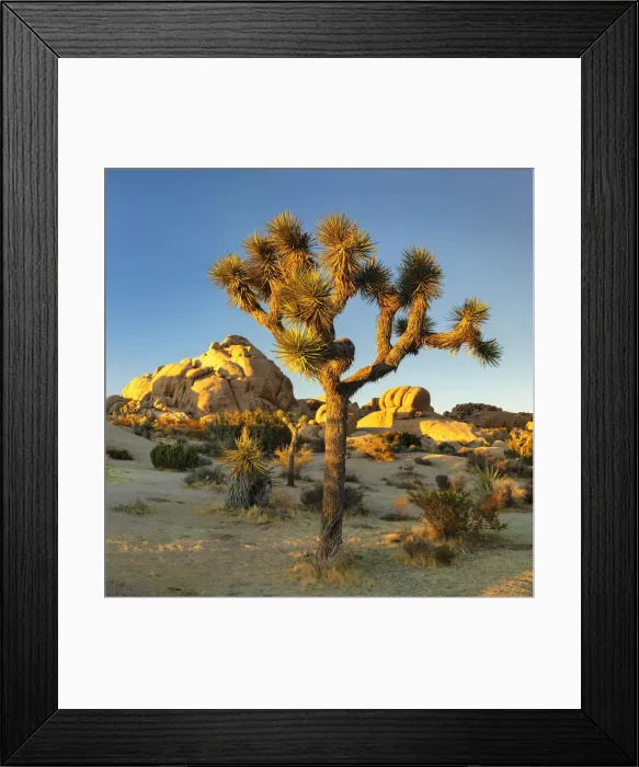 Framed Print : Joshua Tree (Yucca brevifolia), Joshua Tree National Park, Mojave Desert, California