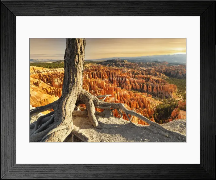 Framed Print : Bryce Amphittheater at sunsrise, Bryce Canyon National Park, Colorado Plateau, Utah, USA Framed Print : Bryce Amphittheater at sunsrise, Bryce Canyon National Park, Colorado Plateau, Utah, USA