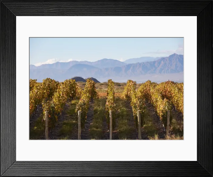 Framed Print : Vineyards in autumn with the Calchaquai mountains in the background, Cafayate Framed Print : Vineyards in autumn with the Calchaquai mountains in the background, Cafayate
