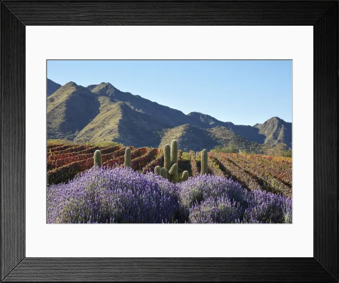 Framed Print : The vineyards of the Bodega San Pedro de Yacochuya winery in autumn with lavender flowers and cardon cacti in the foreground, Cafayate, Calchaqui Valleys, Salta province, Argentina Framed Print : The vineyards of the Bodega San Pedro de Yacochuya winery in autumn with lavender flowers and cardon cacti in the foreground, Cafayate, Calchaqui Valleys, Salta province, Argentina