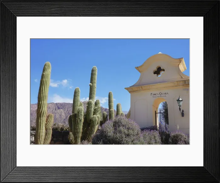 Framed Print : Cardon cacti at the entrance of the Bodega Finca Quara winery, Cafayate, Calchaqui Valleys, Salta province, Argentina Framed Print : Cardon cacti at the entrance of the Bodega Finca Quara winery, Cafayate, Calchaqui Valleys, Salta province, Argentina