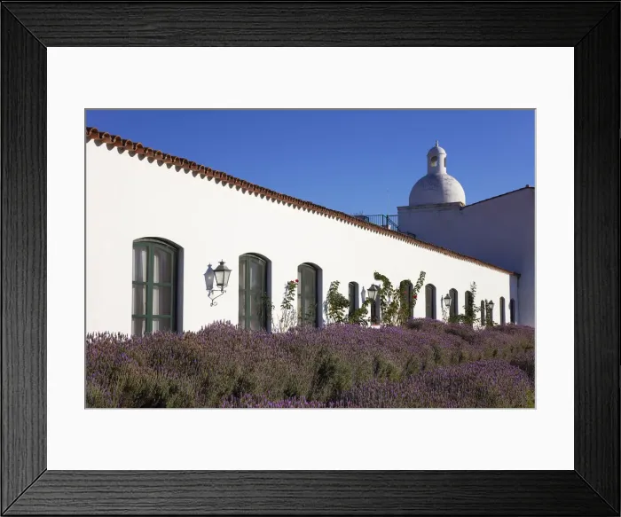 Framed Print : Lavender flowers in the garden of the Patios de Cafayate Framed Print : Lavender flowers in the garden of the Patios de Cafayate
