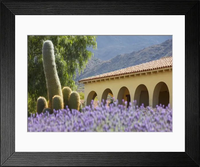 Framed Print : Lavender flowers and a cardon cactus in the garden of the Bodega Colome winery estancia, near Molinos, Calchaqui Valleys, Salta province, Argentina Framed Print : Lavender flowers and a cardon cactus in the garden of the Bodega Colome winery estancia, near Molinos, Calchaqui Valleys, Salta province, Argentina
