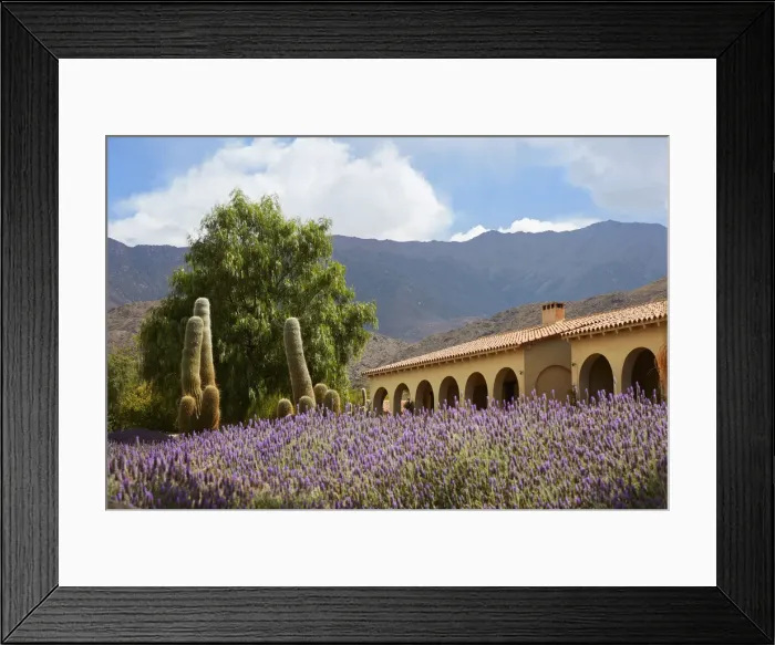 Framed Print : Lavender flowers in the garden of the Bodega Colome winery estancia, near Molinos, Calchaqui Valleys, Salta province, Argentina. Bodega Colome is the oldest winery in Argentina, estabilished in 1831 Framed Print : Lavender flowers in the garden of the Bodega Colome winery estancia, near Molinos, Calchaqui Valleys, Salta province, Argentina. Bodega Colome is the oldest winery in Argentina, estabilished in 1831