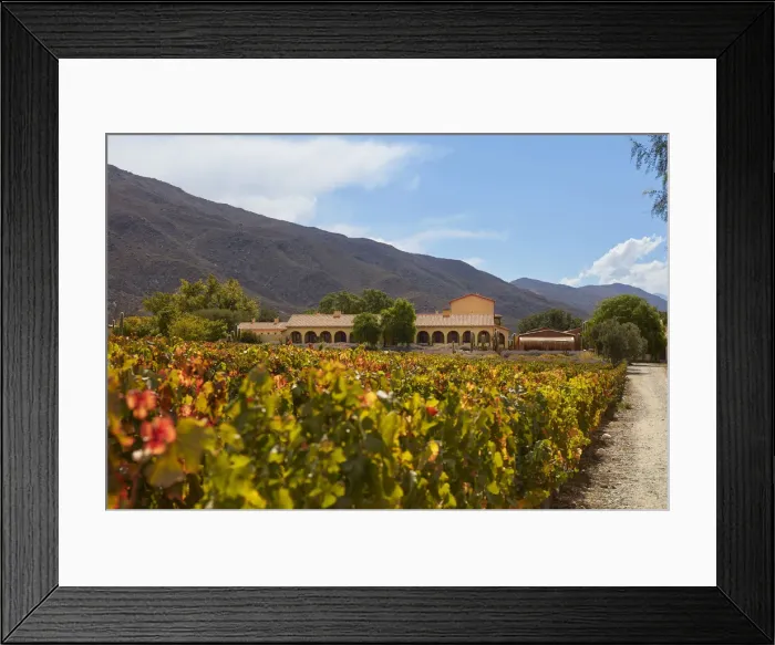 Framed Print : The Bodega Colomewinery estancia and the vineyards in autumn, near Molinos