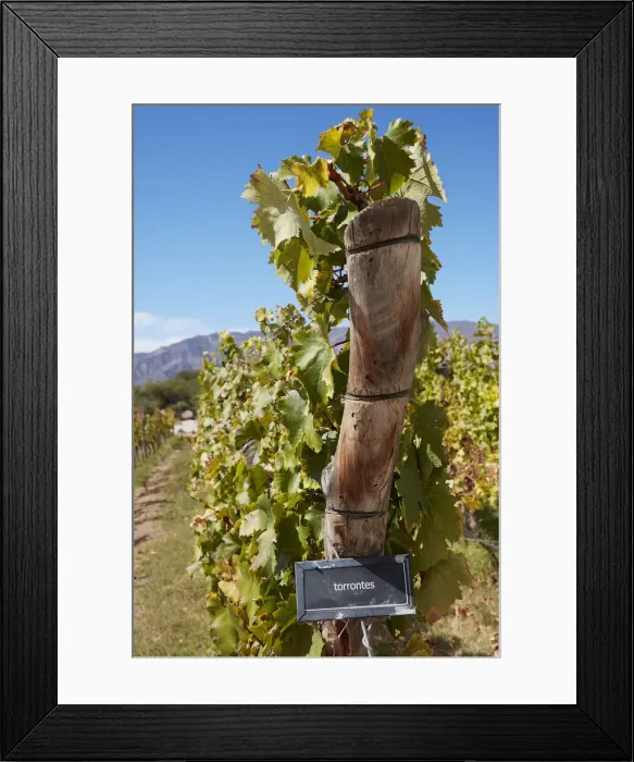 Framed Print : Vine of Torrontes grape (Argentinian autochthonous variety Framed Print : Vine of Torrontes grape (Argentinian autochthonous variety