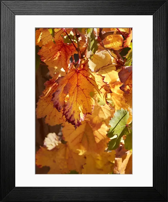 Framed Print : Autumn vine leaves at the Bodega Colomewinery, near Molinos Framed Print : Autumn vine leaves at the Bodega Colomewinery, near Molinos