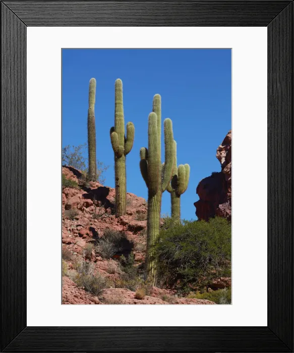 Framed Print : Cardon cacti (Echinopsis atacamensis) inside the lands of Finca Montenieva, near the Acsibi Cave, Seclantas, Calchaqui Valleys, Salta province, Argentina Framed Print : Cardon cacti (Echinopsis atacamensis) inside the lands of Finca Montenieva, near the Acsibi Cave, Seclantas, Calchaqui Valleys, Salta province, Argentina