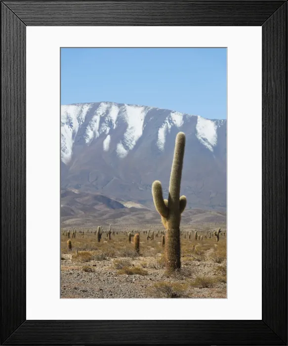 Framed Print : Echinopsis atacamensis (commonly know as Cardon cacti) inside Los Cardones National Park, Salta province, Argentina. Some exemplars can live over 300 years Framed Print : Echinopsis atacamensis (commonly know as Cardon cacti) inside Los Cardones National Park, Salta province, Argentina. Some exemplars can live over 300 years