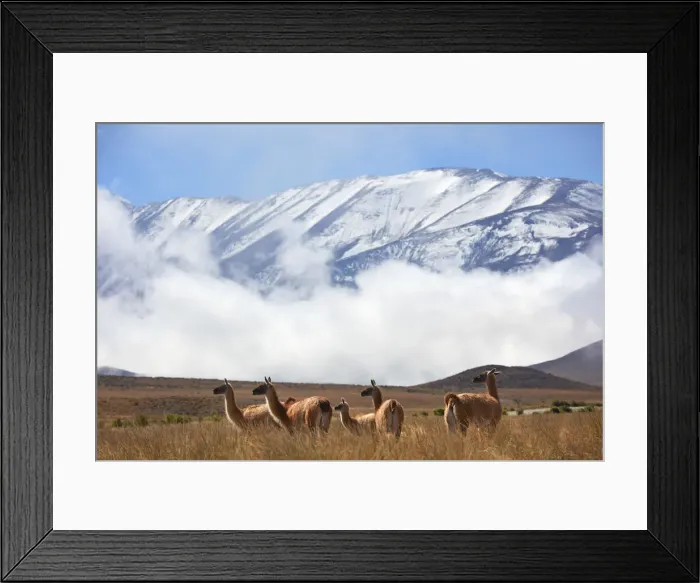 Framed Print : A group of wild guanacos near Piedra del Molino'(3348 masl) Framed Print : A group of wild guanacos near Piedra del Molino'(3348 masl)