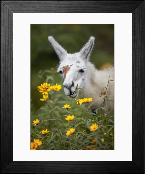 Framed Print : A domestic llama eating grass at the Parador El Maray Framed Print : A domestic llama eating grass at the Parador El Maray