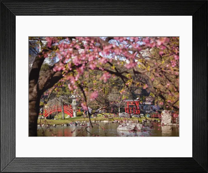 Framed Print : The Buenos Aires Japanese Garden with a cherry tree in bloom, Palermo district, Argentina Framed Print : The Buenos Aires Japanese Garden with a cherry tree in bloom, Palermo district, Argentina