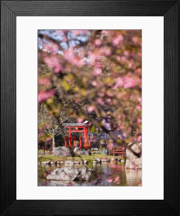 Framed Print : The Buenos Aires Japanese Gardens Torii with a cherry tree in bloom