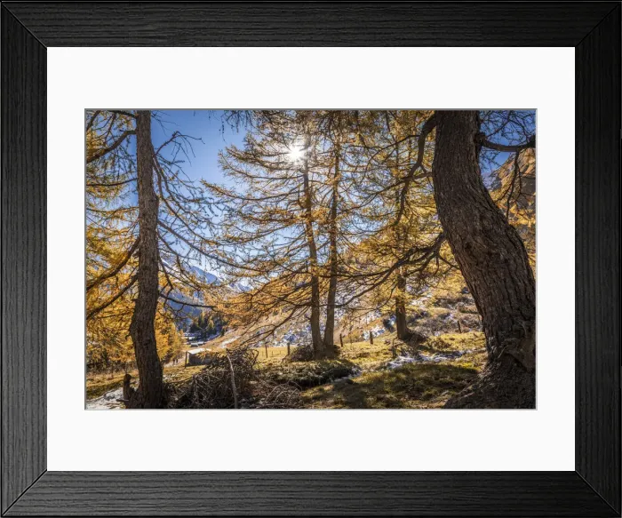 Framed Print : Autumn larch forest in Kodnitz valley, Kals am Grossglockner, East Tyrol, Tyrol, Austria Framed Print : Autumn larch forest in Kodnitz valley, Kals am Grossglockner, East Tyrol, Tyrol, Austria