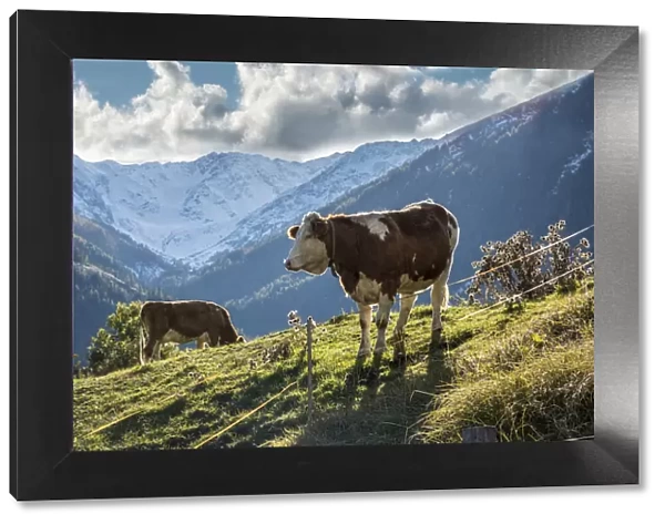 Cows on pasture in Obermauern, Virgental, East Tyrol, Tyrol, Austria