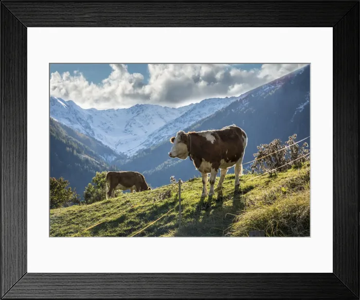 Framed Print : Cows on pasture in Obermauern, Virgental, East Tyrol, Tyrol, Austria Framed Print : Cows on pasture in Obermauern, Virgental, East Tyrol, Tyrol, Austria