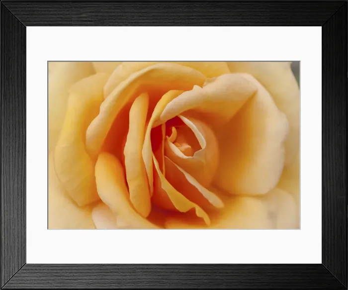 Framed Print : Orange rose in the park of Ooidonk Castle near Deinze, East Flanders, Belgium
