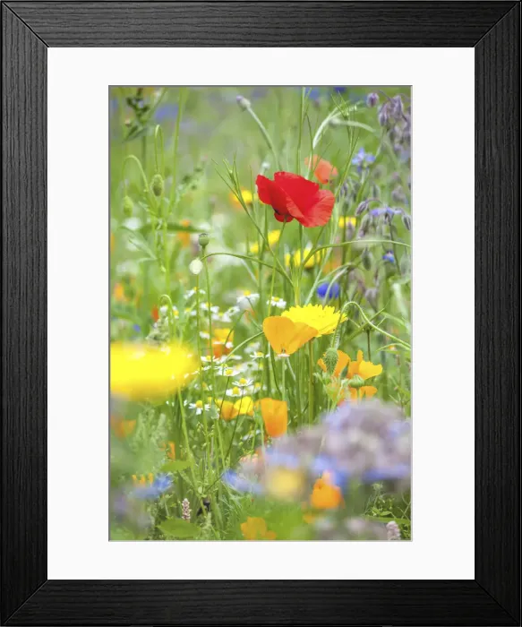Framed Print : Colorful flower meadow in the park of Ooidonk Castle near Deinze, East Flanders, Belgium Framed Print : Colorful flower meadow in the park of Ooidonk Castle near Deinze, East Flanders, Belgium