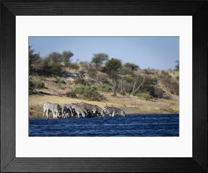Framed Print : Zebra, Boteti River, Botswana Framed Print : Zebra, Boteti River, Botswana