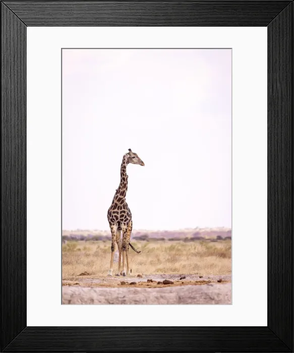 Framed Print : Giraffe, Nxai Pan National Park, Botswana