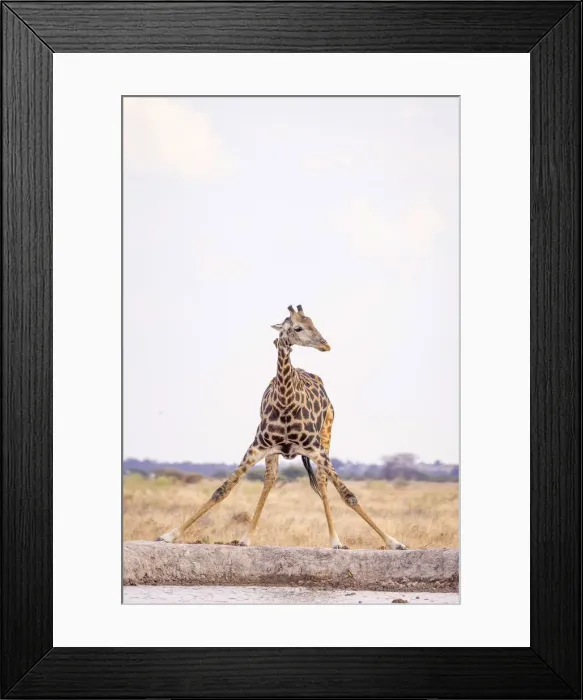 Framed Print : Giraffe, Nxai Pan National Park, Botswana Framed Print : Giraffe, Nxai Pan National Park, Botswana
