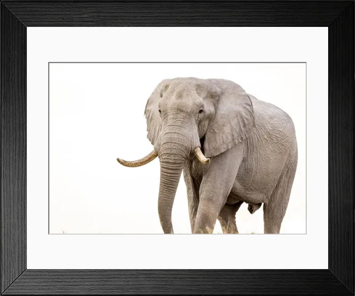 Framed Print : Elephant, Nxai Pan National Park, Botswana Framed Print : Elephant, Nxai Pan National Park, Botswana