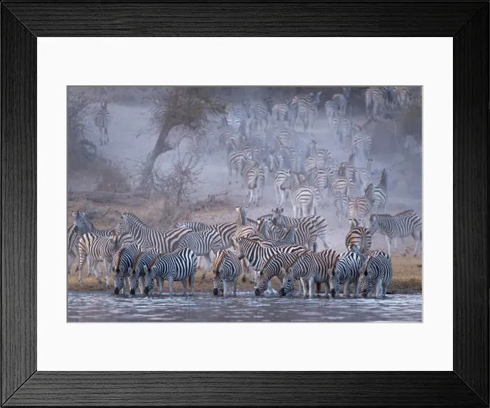 Framed Print : Zebra, Boteti River, Botswana Framed Print : Zebra, Boteti River, Botswana