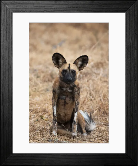 Framed Print : African Wild Dog, Moremi Game Reserve, Botswana Framed Print : African Wild Dog, Moremi Game Reserve, Botswana