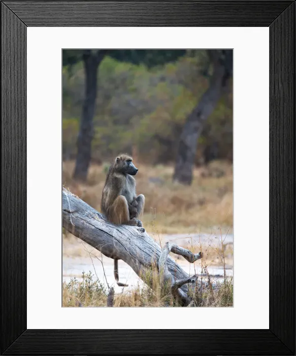 Framed Print : Chacma Baboon, Moremi Game Reserve, Botswana Framed Print : Chacma Baboon, Moremi Game Reserve, Botswana