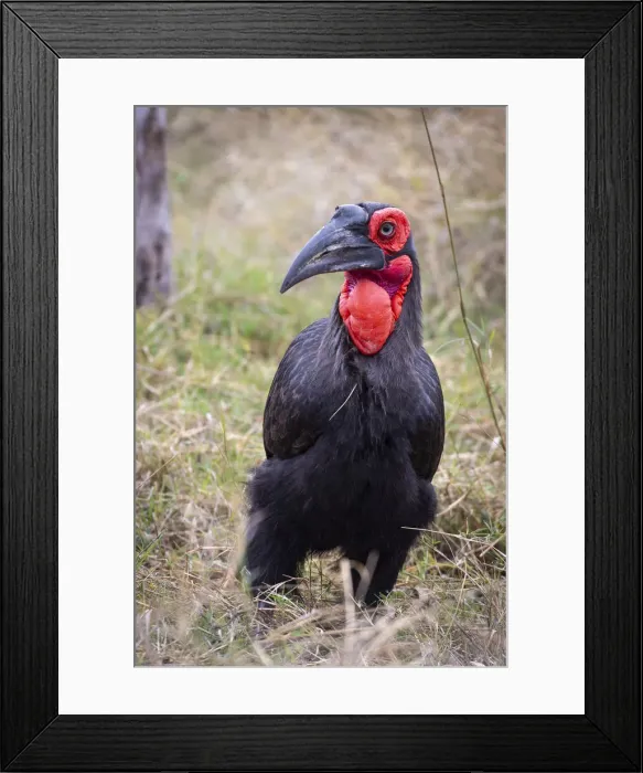 Framed Print : Ground Hornbill, Okavango Delta, Botswana Framed Print : Ground Hornbill, Okavango Delta, Botswana