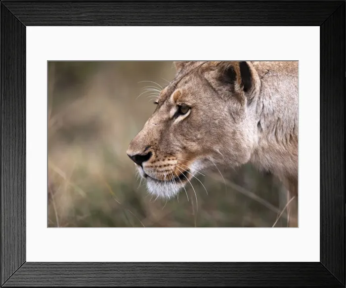 Framed Print : Lion, Okavango Delta, Botswana