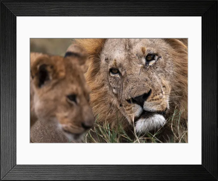 Framed Print : Lion, Okavango Delta, Botswana Framed Print : Lion, Okavango Delta, Botswana