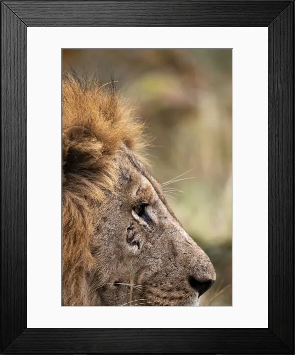 Framed Print : Lion, Okavango Delta, Botswana