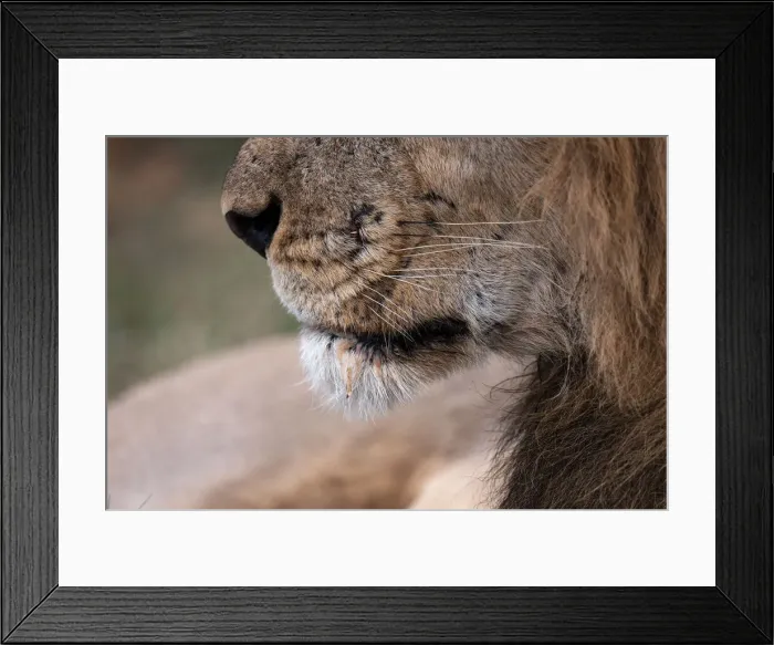 Framed Print : Lion, Okavango Delta, Botswana Framed Print : Lion, Okavango Delta, Botswana